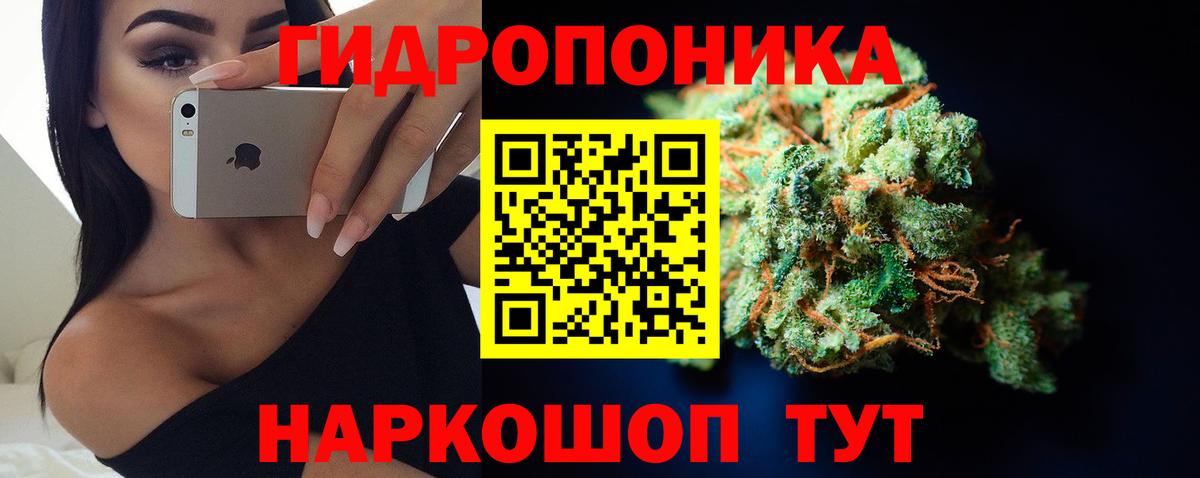 Канабис сатива Мурино